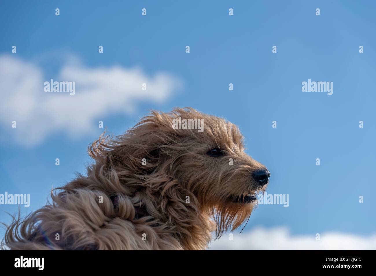 Hundisburg, Allemagne. 02 avril 2021. Un vent fort souffle dans le visage d'un mini Goldendoodle. Credit: Stephan Schulz/dpa-Zentralbild/ZB/dpa/Alay Live News Banque D'Images