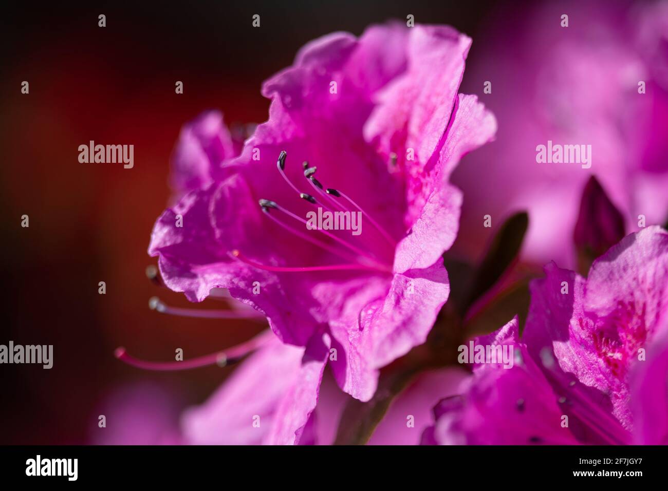 Azalées délicat fond de fleur. Fleur japonaise de printemps rose. Prise de vue macro. Banque D'Images