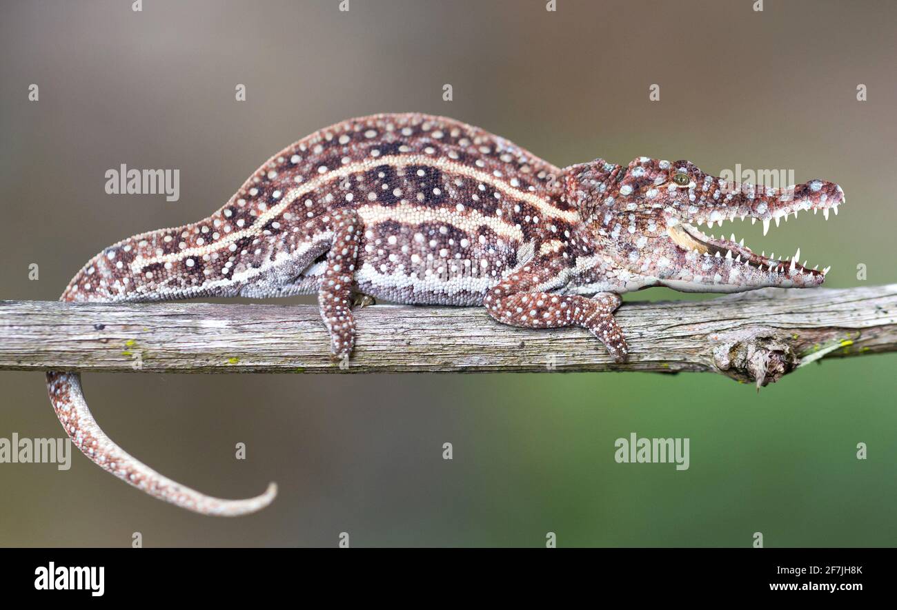 Petit caméléon coloré avec tête de crocodile reposant dans un arbre, nature étrange Banque D'Images