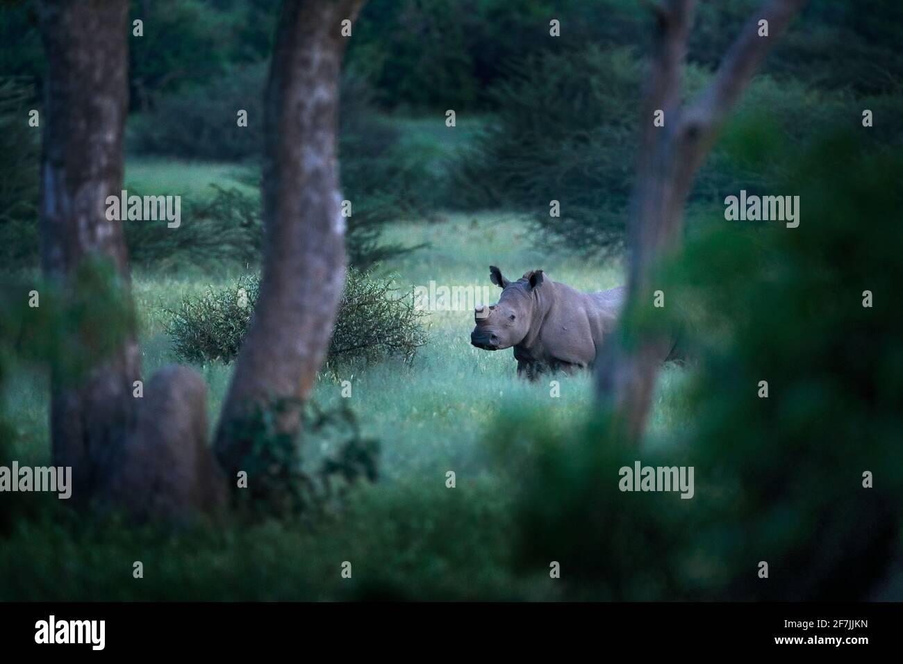 Rhino dans l'habitat forestier. Rhinocéros blancs, Ceratotherium simum, avec cornes coupées, dans l'habitat naturel, delta de l'Okavango, Botswana. Afrique. La faune et la flore Banque D'Images