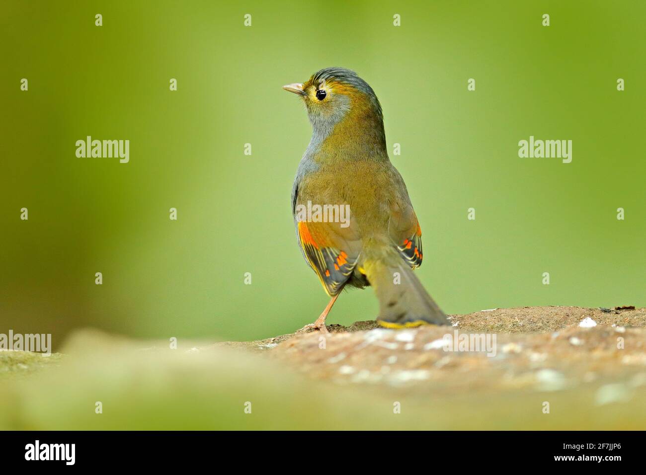 leiothrix à bec rouge, Leiothrix lutea, oiseau rare du sud de la Chine et de l'Himalaya. Animal mignon dans la végétation verte. Banque D'Images