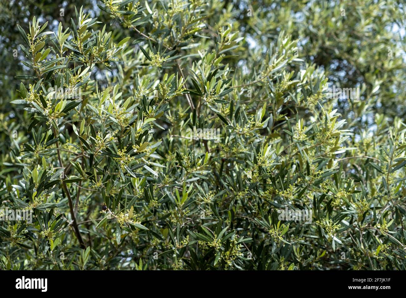 Jeunes branches d'olivier avec bourgeons fleuris fond, texture. Plante sauvage verte fraîche, flore méditerranéenne, arôme, nourriture saine, symbole de paix, clo Banque D'Images