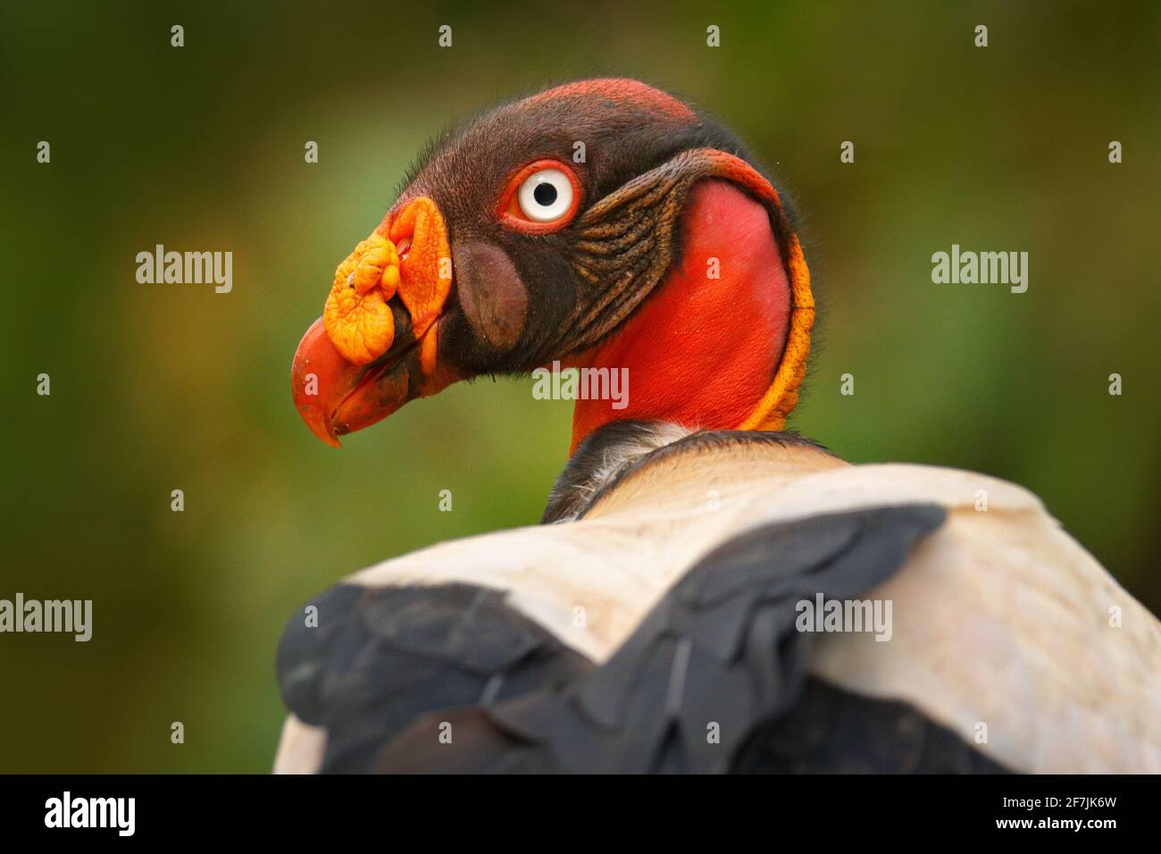 Roi vautour, Costa Rica, grand oiseau trouvé en Amérique du Sud. Oiseau volant, forêt en arrière-plan. Scène sauvage de la nature tropicale. Oiseau à tête rouge. Banque D'Images