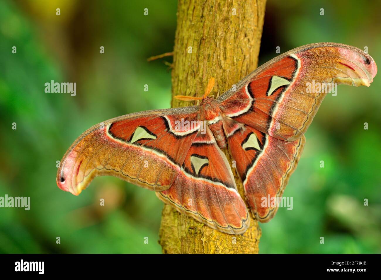 Le plus grand papillon du monde. Beau gros insecte, Moth Atlas géant, Atlas Attacus, dans habitat, Inde. Faune et flore en Asie. Banque D'Images