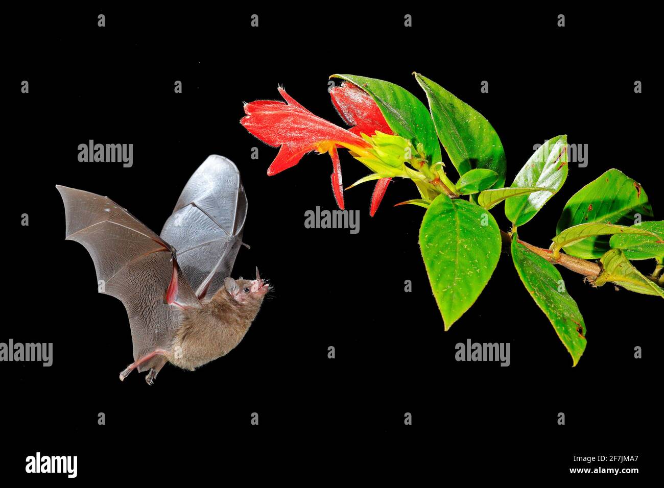 Nature nocturne, Bat long-tongued de Pallas, Glossophaga soricina, chauve-souris volante dans la nuit sombre. Animal nocturne en vol avec fleur rouge. Loi sur la faune Banque D'Images