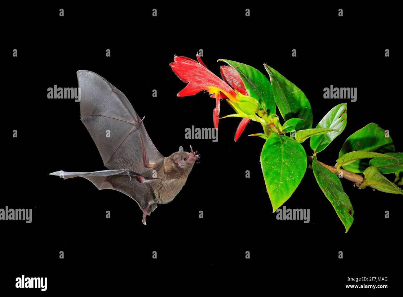 Nature nocturne, Bat long-tongued de Pallas, Glossophaga soricina, chauve-souris volante dans la nuit sombre. Animal nocturne en vol avec fleur rouge. Loi sur la faune Banque D'Images