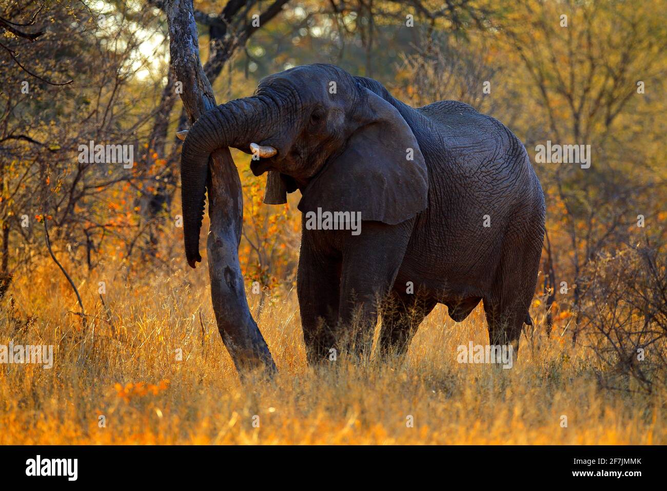 Éléphant avec lumière du soir. Grand animal dans l'habitat naturel, Chobe, Botswana, Afrique. Grand animal dans l'herbe avec des arbres en arrière-plan. Banque D'Images