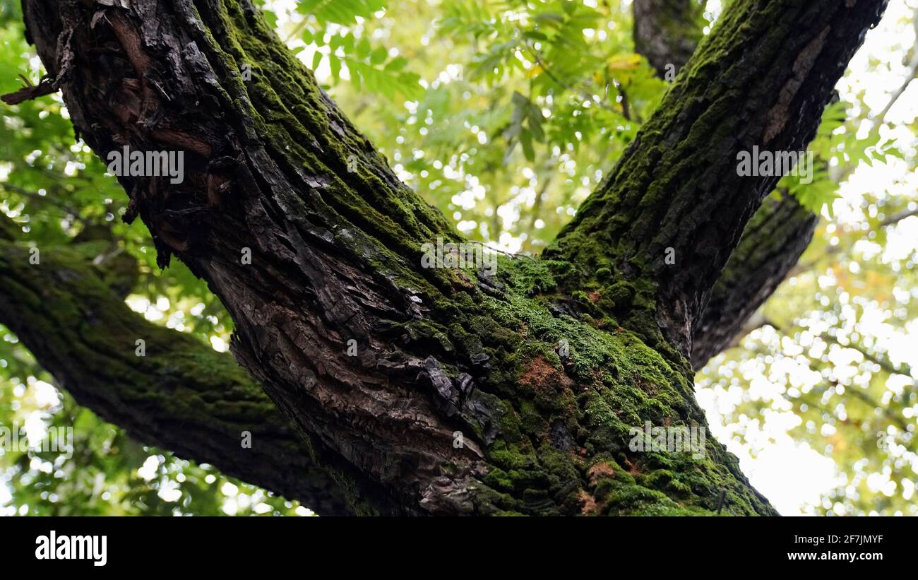 Grosses branches d'arbres verts. Banque D'Images