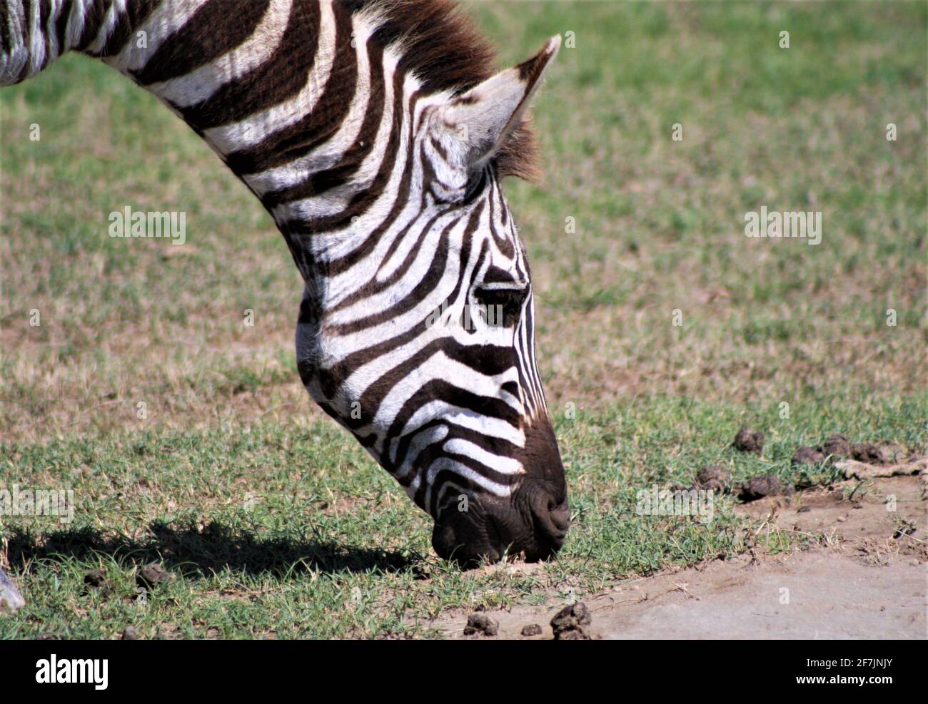 Un bel zèbre qui broutage dans le cratère de Ngorongoro en Tanzanie, en Afrique. Banque D'Images