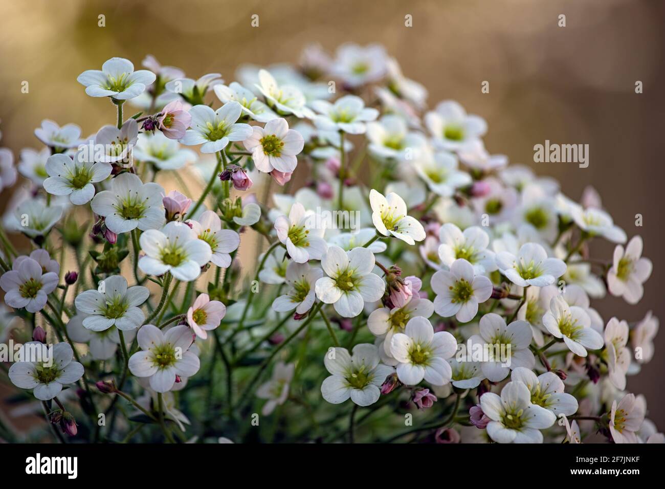Saxifrage x arendsii couleur de glace 'blanc perlé' en fleur. Forme un coussin bas de feuilles vert vif avec de courtes tiges de dessus, en forme de tasse blanc f Banque D'Images