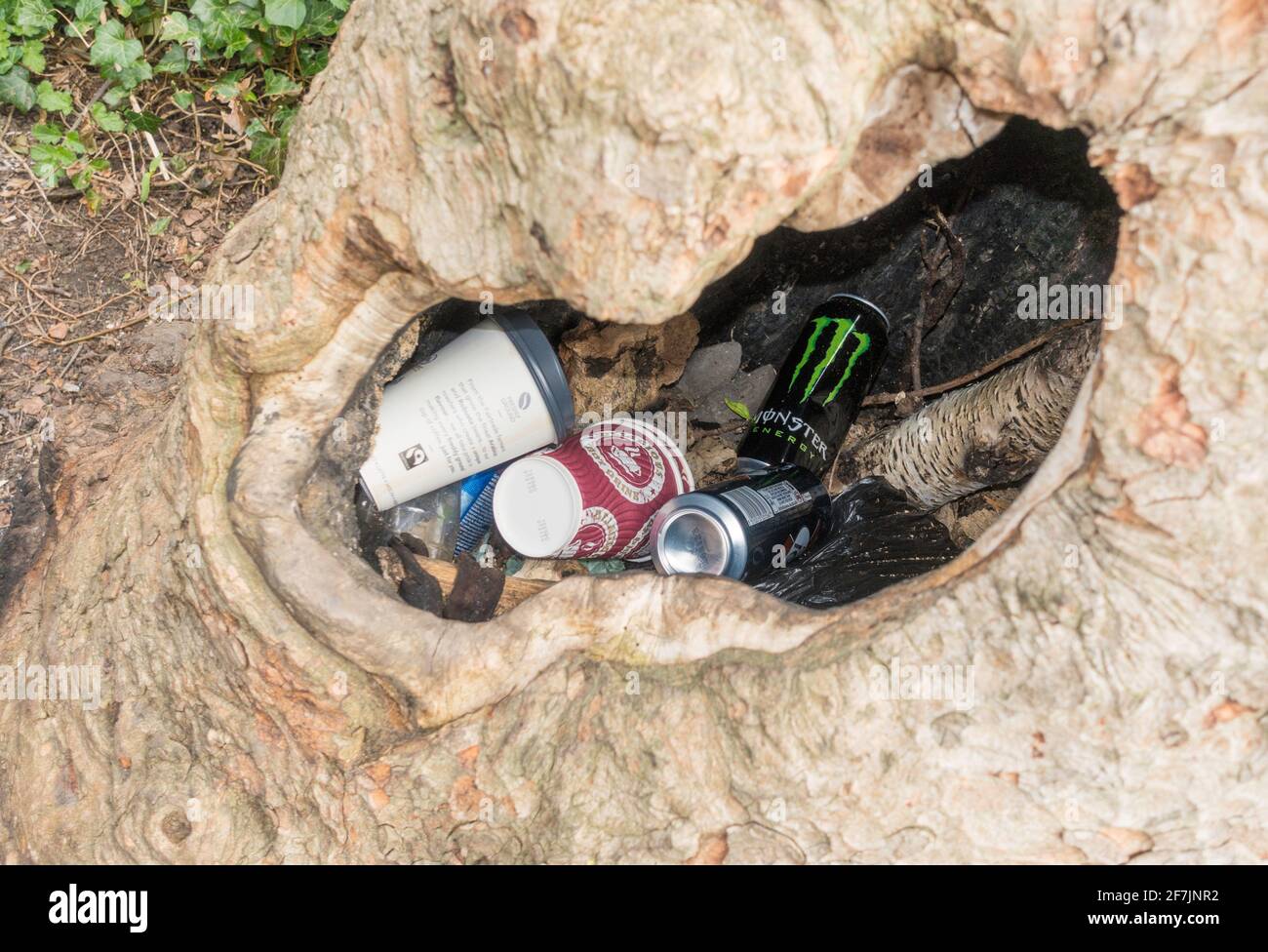 Litière déposée dans un tronc d'arbre creux, Angleterre, Royaume-Uni Banque D'Images