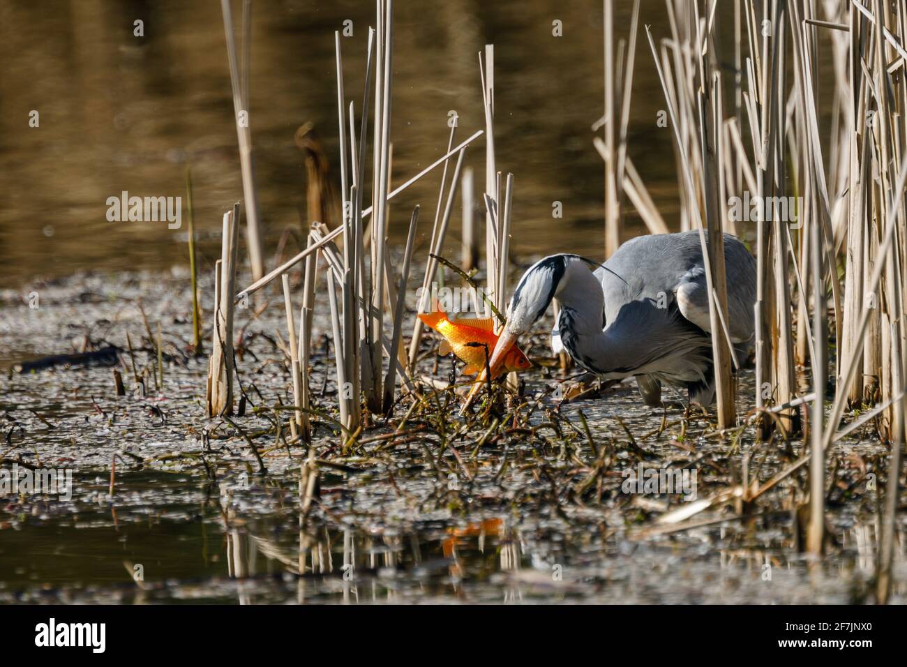 Héron gris (Ardea cinerea) manger un poisson pêché à Barn Hill Pond, Wembley Park. Banque D'Images