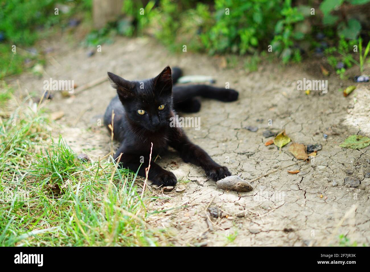 Chat noir ou chaton juste attrape une petite souris dans le jardin Banque D'Images