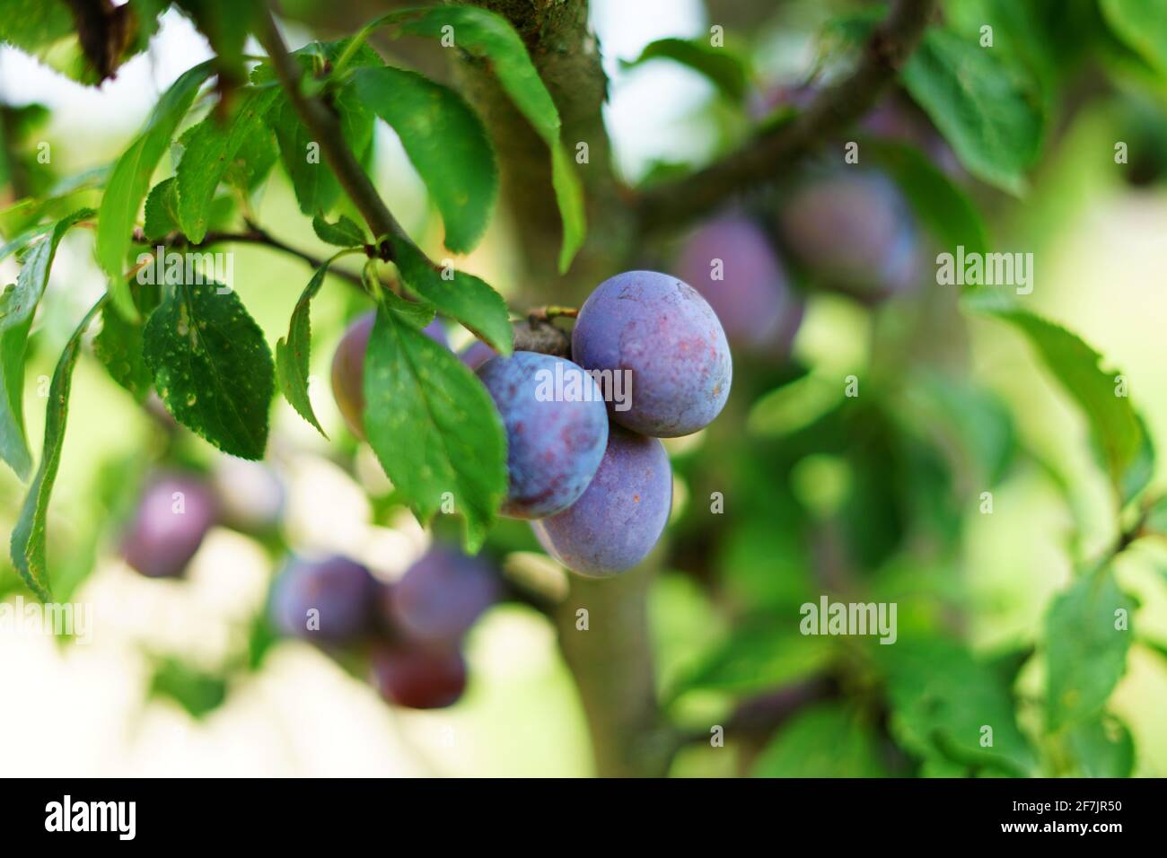Prunes moraves sur arbre prêt à récolter pour l'alcool populaire Buvez du brandy de prune Slivovitz Banque D'Images