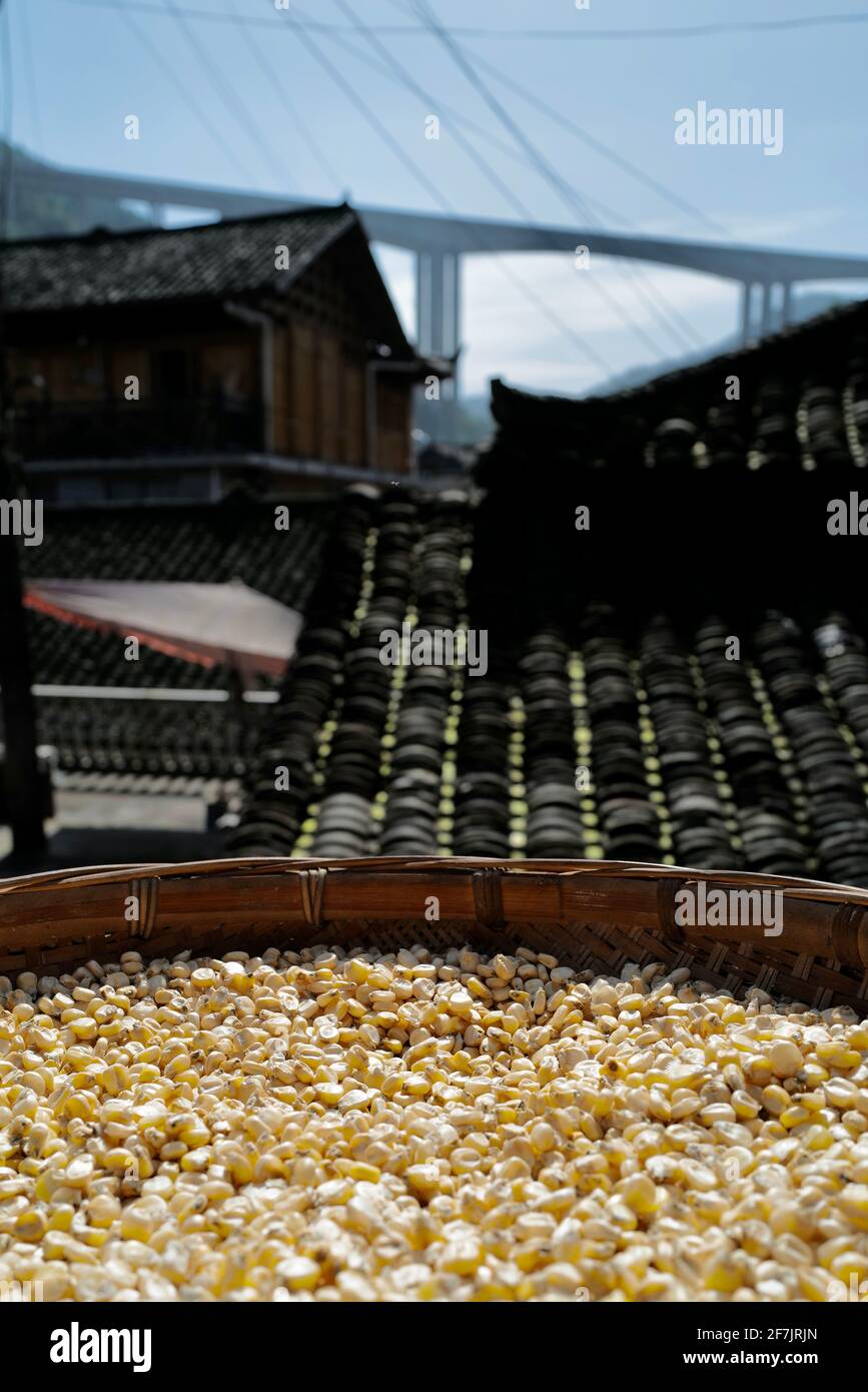 Les matériaux de médecine traditionnelle chinoise sont secs au soleil. Banque D'Images