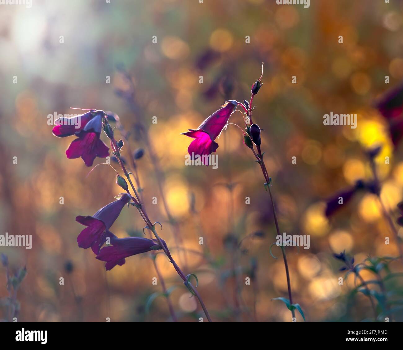 Fleurs de Penstemon 'blackbird' en novembre au Royaume-Uni contre le soleil arrière-plan Banque D'Images