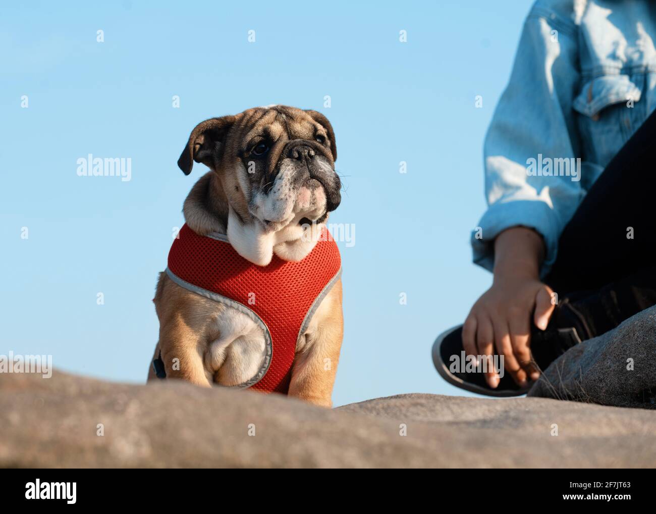 Puppy of Red English Bulldog dans le harnais rouge une promenade debout sur la pierre contre le ciel bleu Banque D'Images