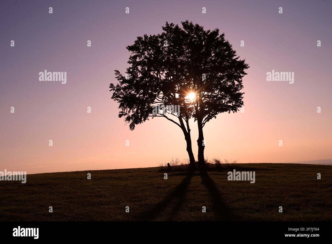 Romantique coucher de soleil violet derrière l'arbre mystique sur la colline herbacée Banque D'Images
