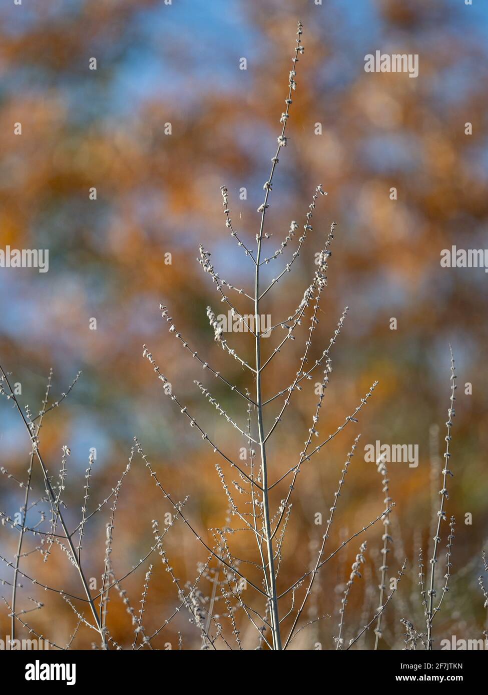 Des pointes de fleurs mortes de sauge russe, Perovskia 'Blue Spire', plantent au début de l'hiver Banque D'Images