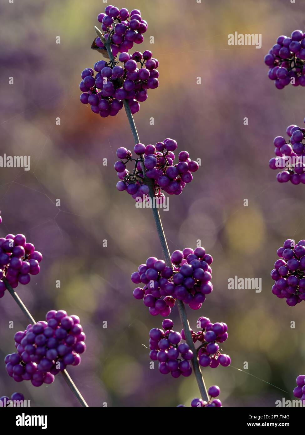 Gros plan des baies de la profusion de la baie de beautycelle, Callicarpa bodinieri var. Giraldii 'Profusion', en hiver Banque D'Images