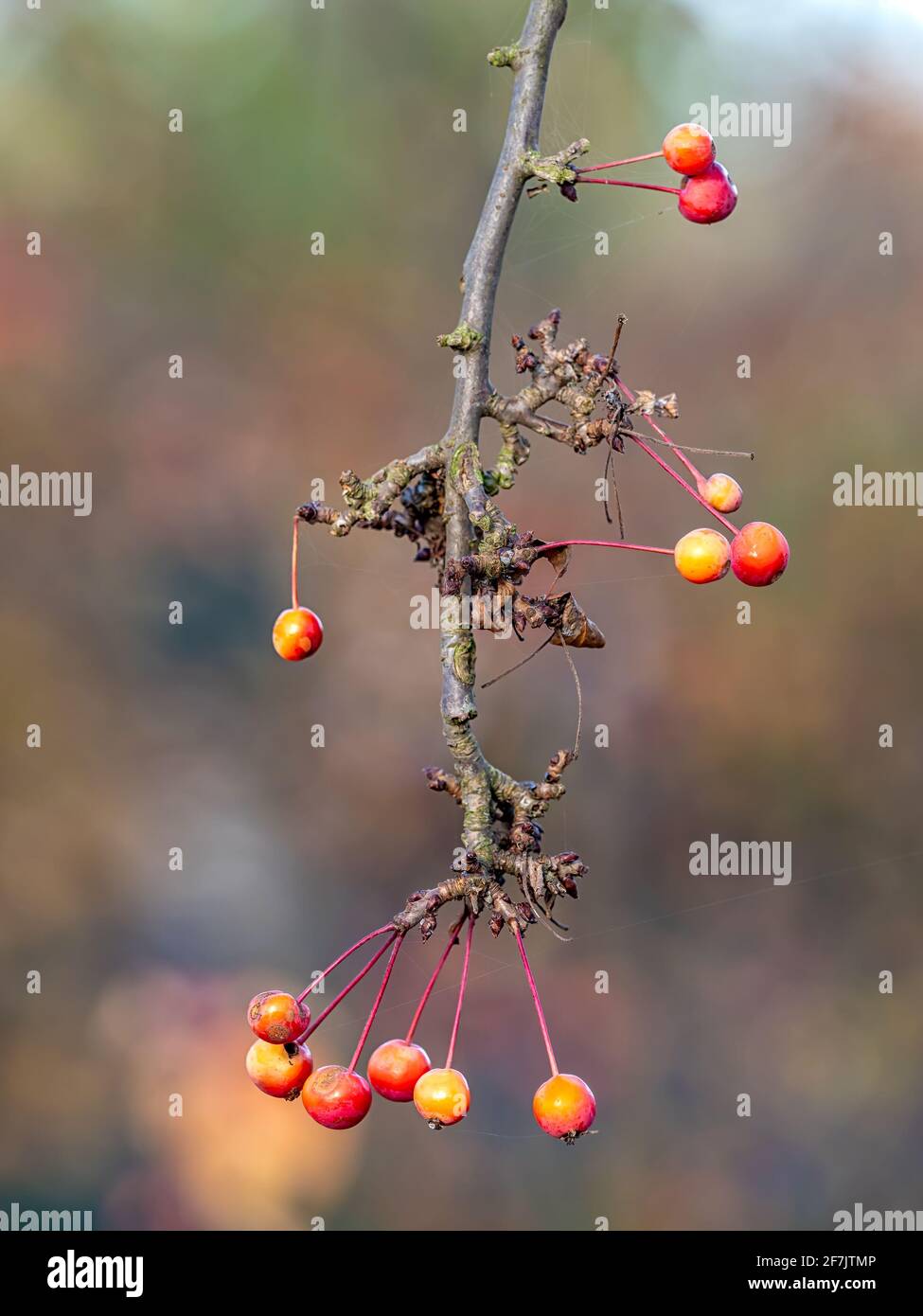 Petit fruit de la pomme de crabe Malus 'Adirondack' en novembre. Également appelé « admiration » de Malus Banque D'Images