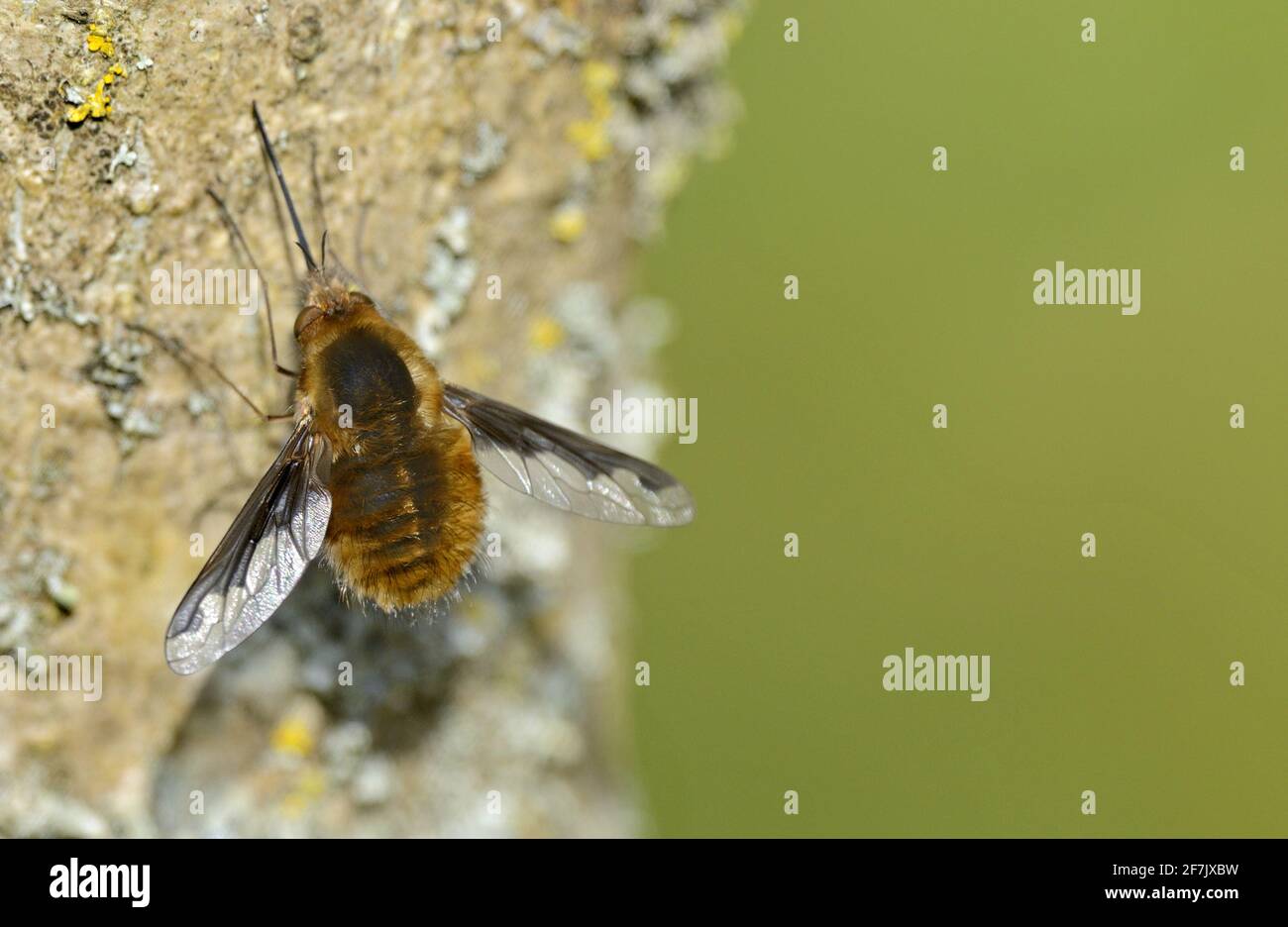 Mouche d'abeille (grande / à bordure foncée / grande mouche d'abeille: Bombylius majeur) femelle. Kent, Royaume-Uni, début avril Banque D'Images