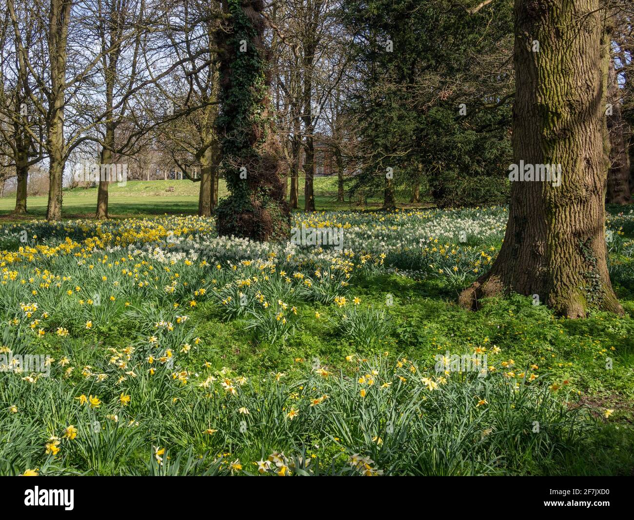 Un tapis de fleurs printanières dans le jardin boisé de Kelmarsh Hall, Northamptonshire, Royaume-Uni Banque D'Images