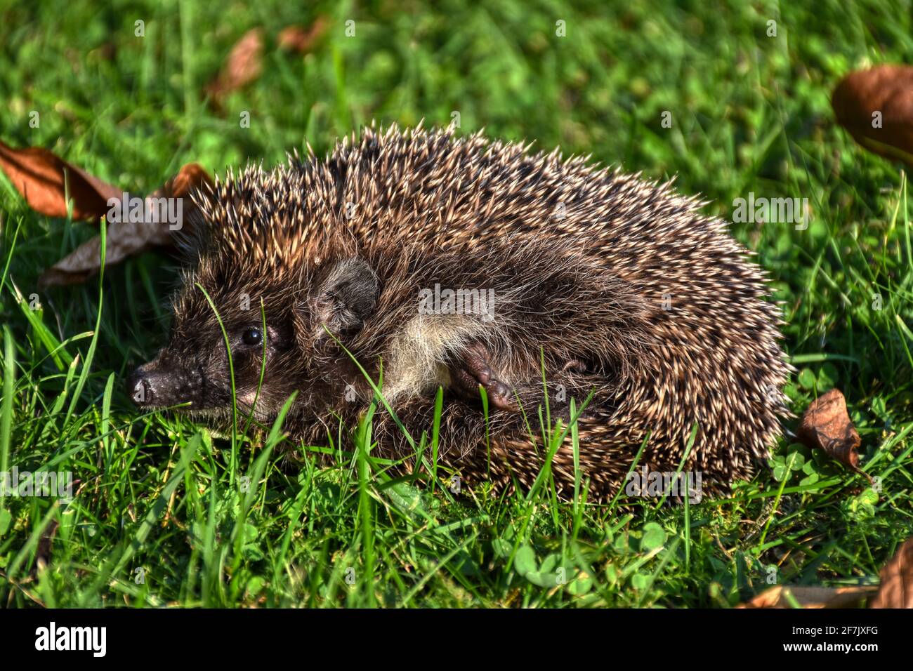 IGEL, Herbst, Stachel, Stacheln, Schnauze, Nase, Jungtier, Jung, klein, OHR, Ohren, Braunbrustigel, Säugetier, main, doigt, streicheln, sorgen, pfleg Banque D'Images