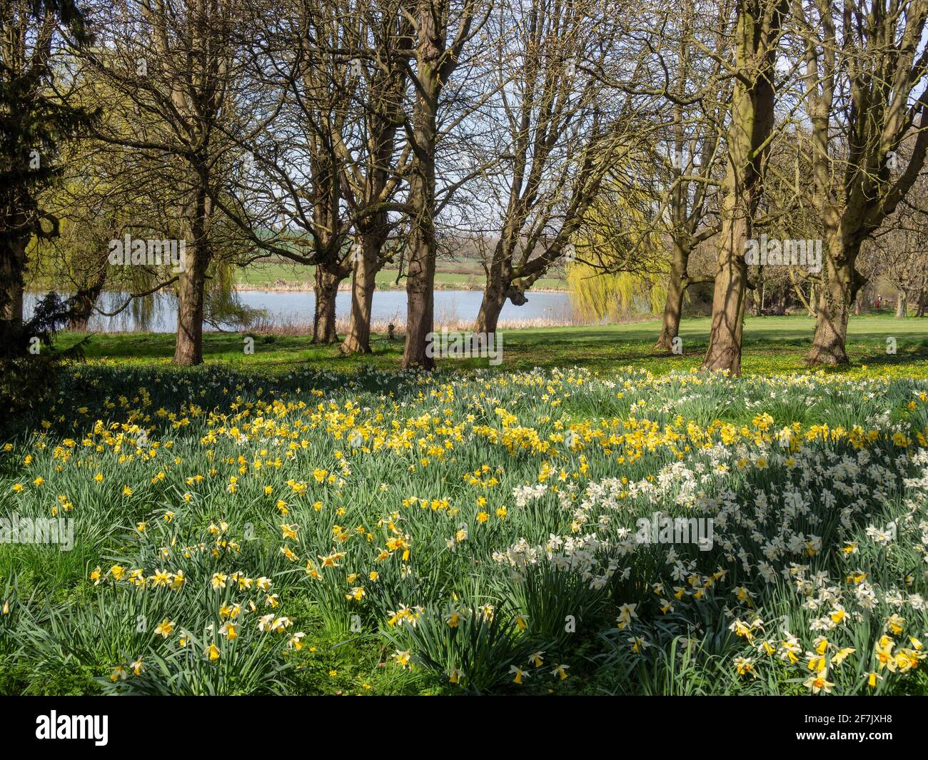 Un tapis de fleurs printanières dans le jardin boisé de Kelmarsh Hall, Northamptonshire, Royaume-Uni Banque D'Images