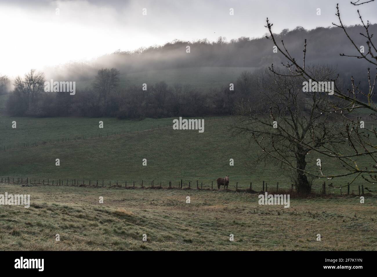 Vue panoramique sur les chevaux dans un champ le matin le long de la camino de santiago Banque D'Images