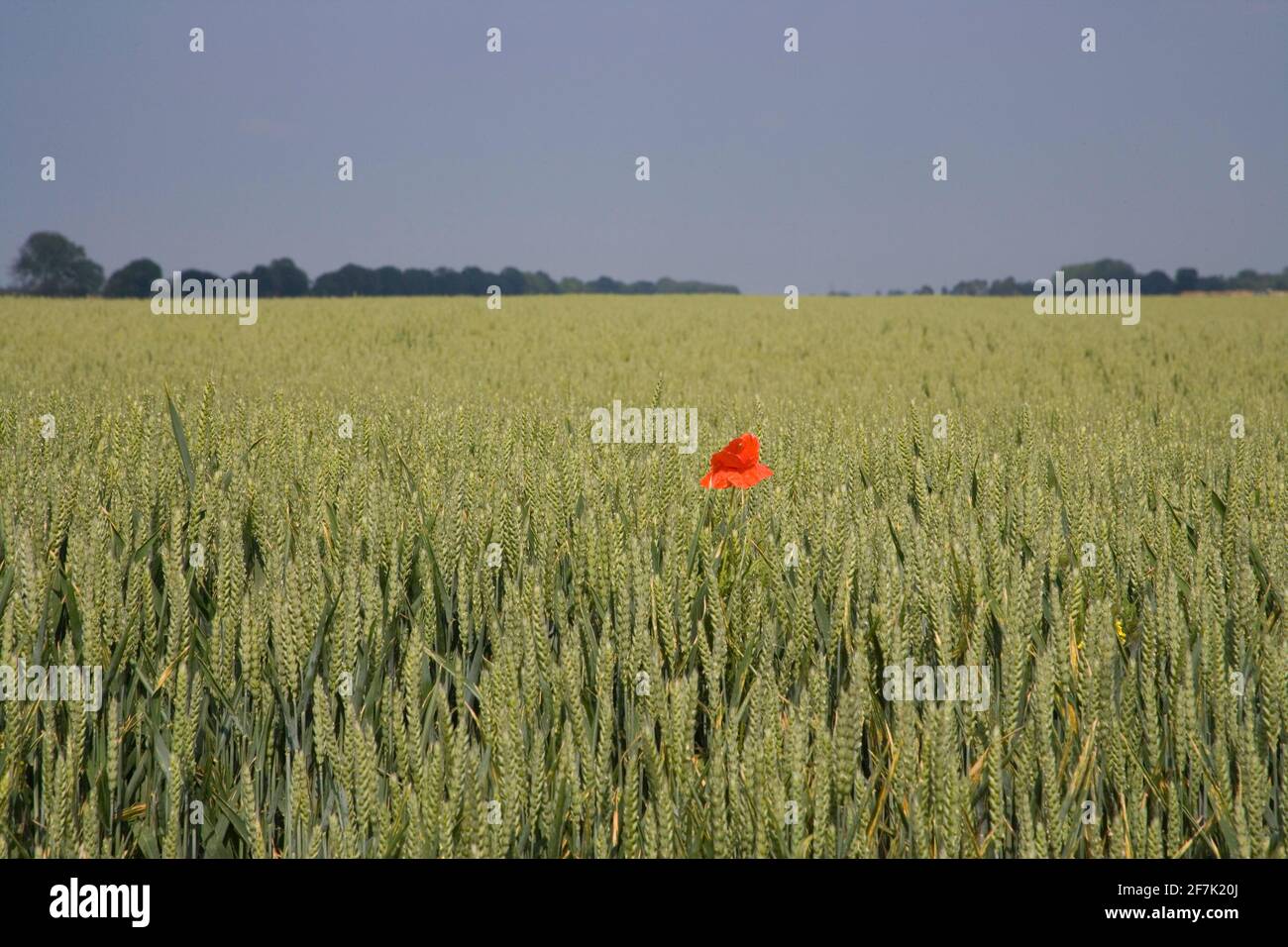 Coquelicots dans un champ de blé à la ferme peuplier cambridgeshire Banque D'Images
