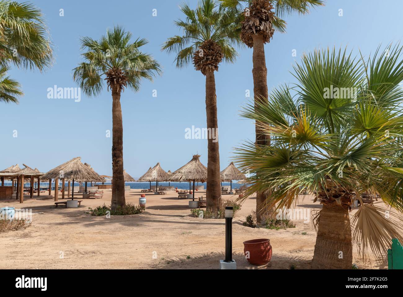 Palmiers et parasols sur la plage de corail de Sunny en tropical resort en Mer Rouge Banque D'Images
