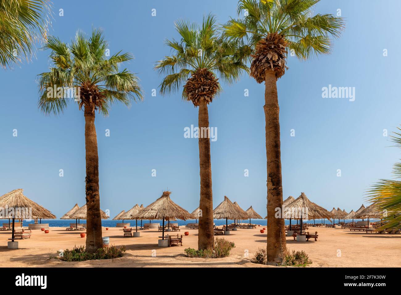 Palmiers et parasols sur la plage de corail de Sunny en tropical resort en Mer Rouge Banque D'Images