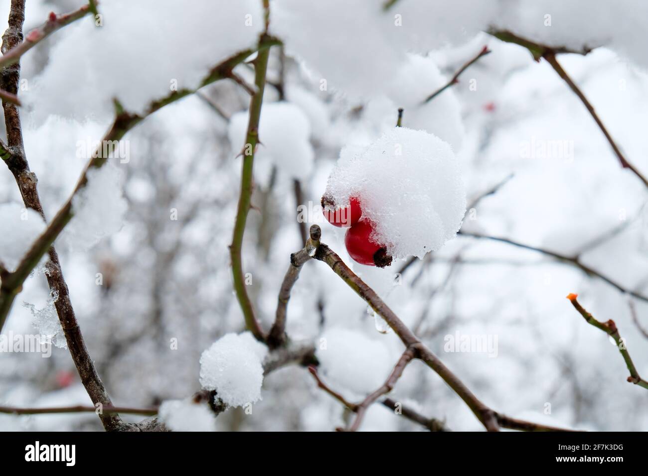 Hanches roses rouges en hiver avec du gel et de la neige Banque D'Images