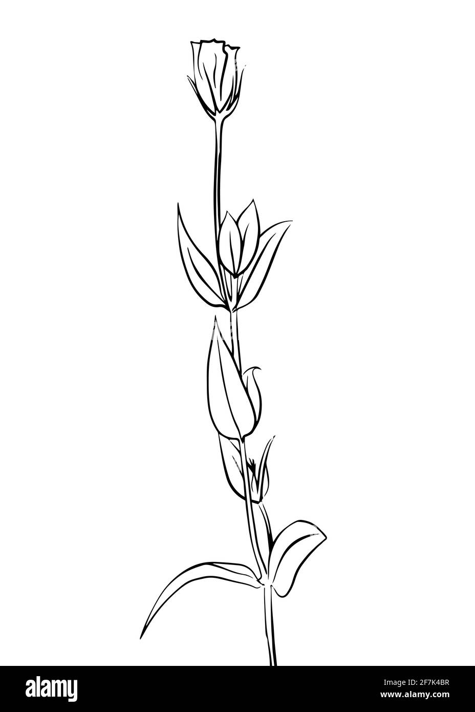 Illustration vectorielle d'une fleur de carnation. Style Doodle. Convient pour la conception, l'impression, la décoration, les textiles, le papier et les colorants. Illustration de Vecteur