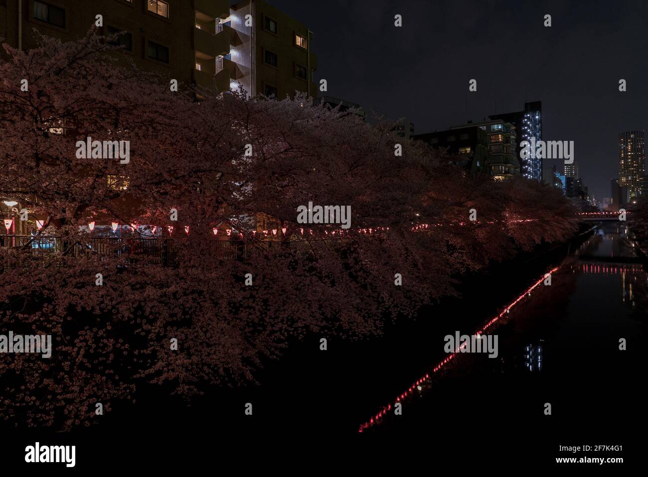 Meguro la nuit. Lanternes d'chin japonais au milieu de sakura et de cerisiers en fleurs. Fleurs rose et magenta illuminées reflétées dans la rivière. Banque D'Images