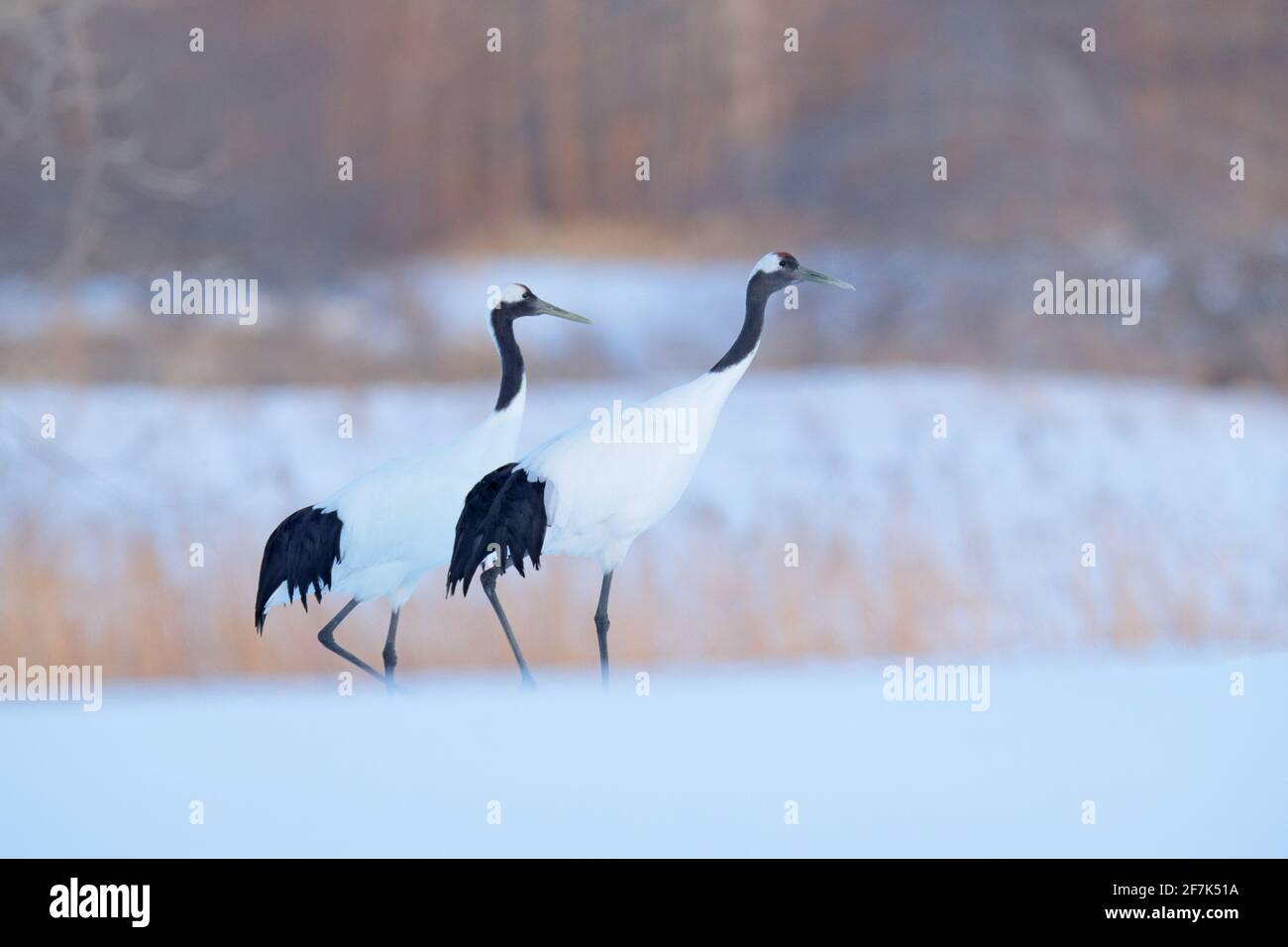 Paire de grues à couronne rouge avec, à blizzard, Hokkaido, Japon. Couple de magnifiques oiseaux, scène de la faune de la nature. Banque D'Images