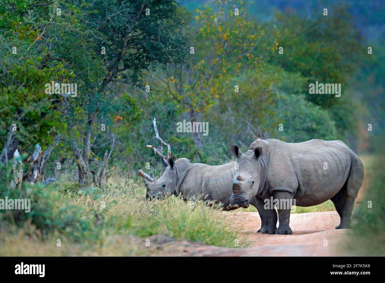 Rhino dans l'habitat forestier. Deux rhinocéros blancs, Ceratotherium simum, avec cornes coupées, dans l'habitat naturel, le parc national Kruger. Afrique. La faune et la flore Banque D'Images