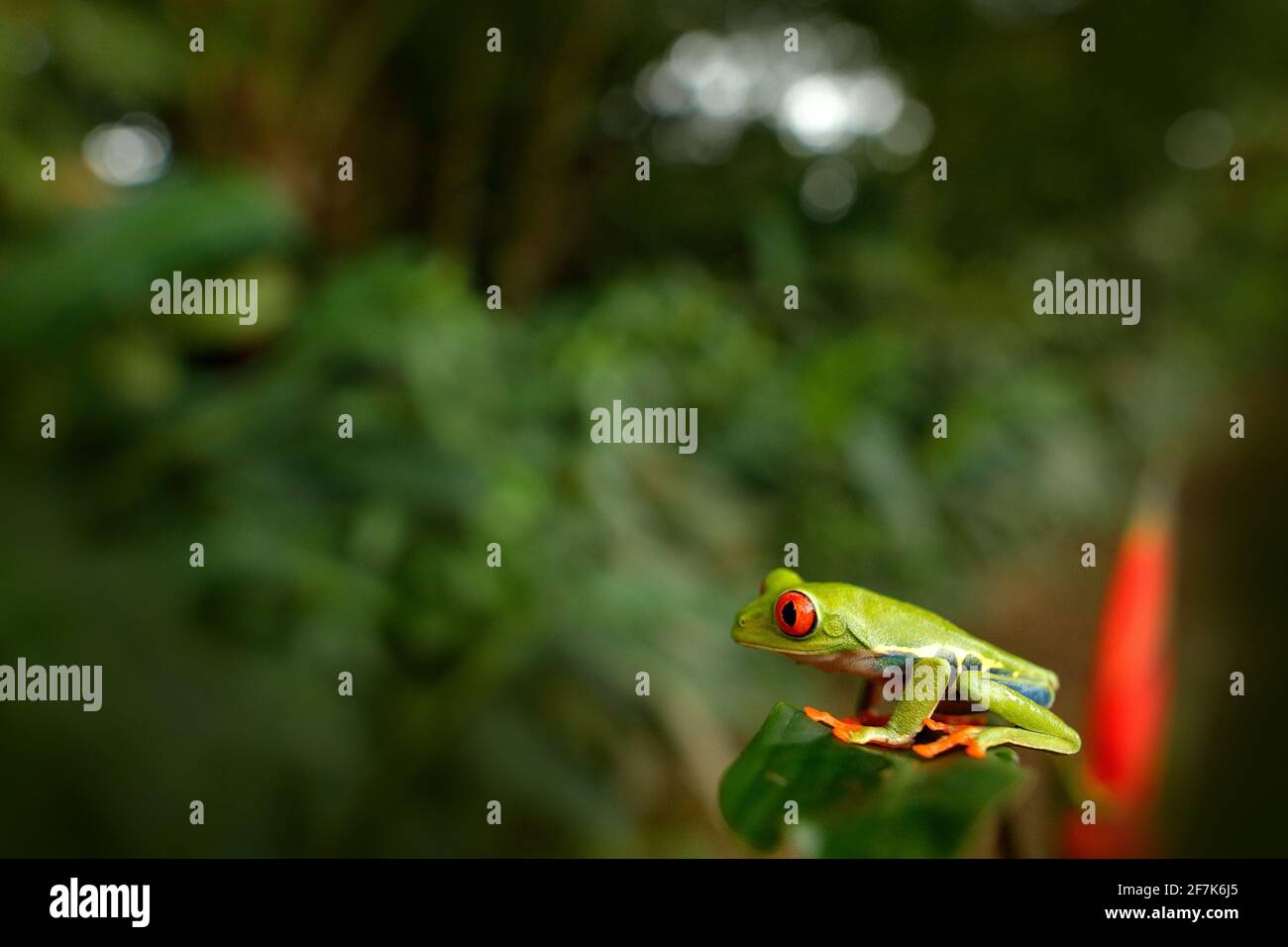 Agalychnis callidryas, Grenouille à yeux rouges, animal aux yeux rouges, dans un habitat naturel, Costa Rica. Belle grenouille dans la forêt tropicale. Magnifique amphibi Banque D'Images