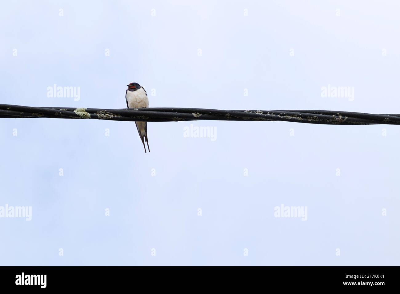 Une hirondelle (Hirundo rustica) perchée sur un fil Banque D'Images