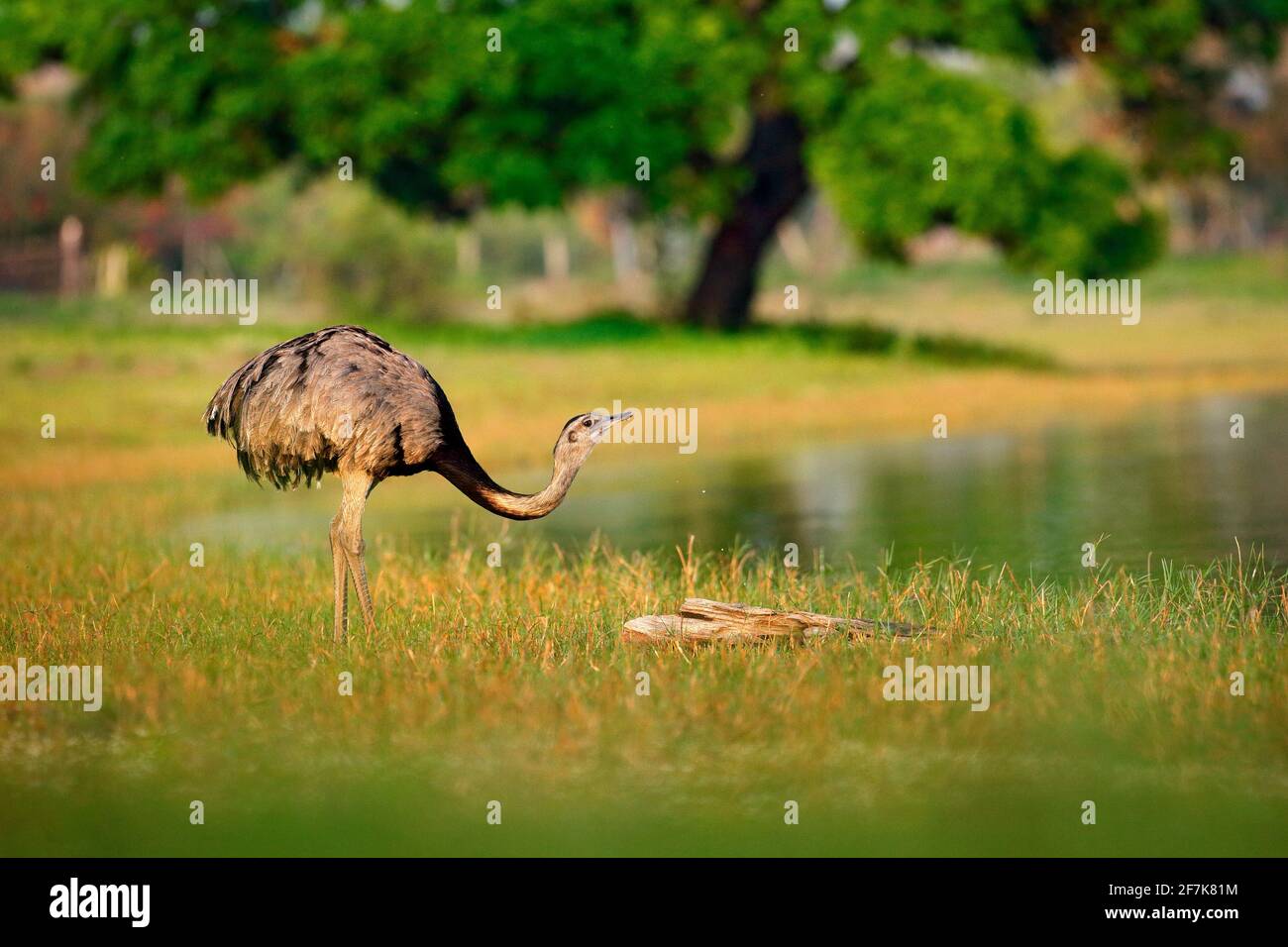 Grand Rhea, Rhea americana, gros oiseau avec des plumes moelleuses, habitat animal dans la nature, soleil du soir, Pantanal, Brésil. Rhea sur la prairie. Wildli Banque D'Images