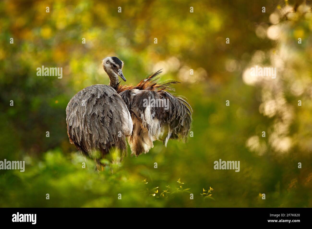 Grand Rhea, Rhea americana, gros oiseau avec des plumes moelleuses, habitat animal dans la nature, soleil du soir, Pantanal, Brésil. Rhea sur la prairie. Wildli Banque D'Images