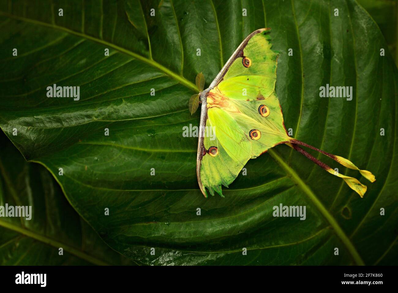 Luna Moth, Actias luna, magnifique papillon vert jaune de Floride, États-Unis. Grand insecte coloré nature végétation, papillon assis sur le congé. Banque D'Images