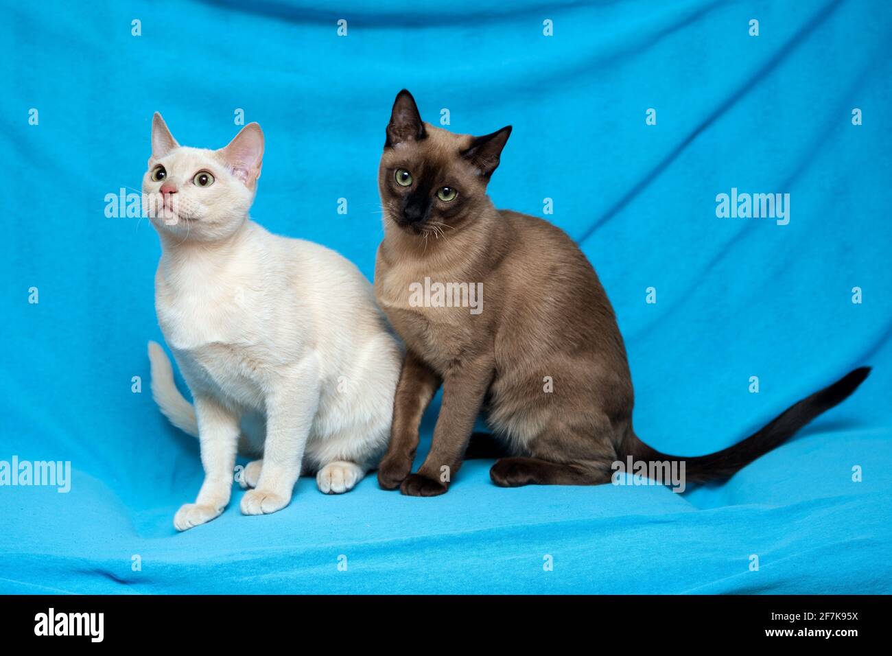 Les Chats Tonkinois Mink Photo Stock Alamy