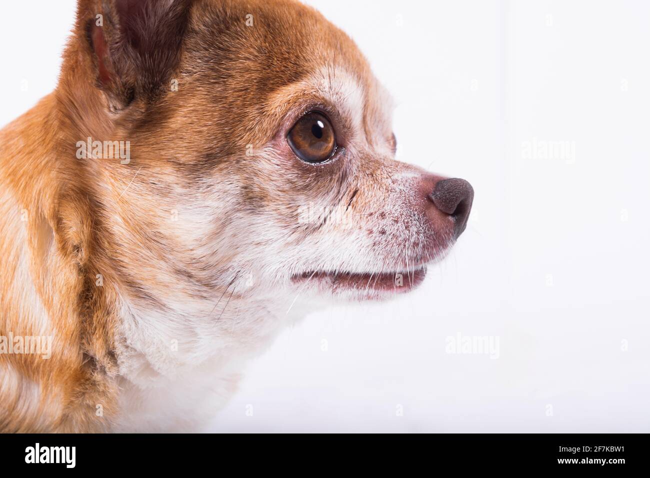 Gros plan vue de peu brun vieux chihuahua de profil regardant devant Photo  Stock - Alamy