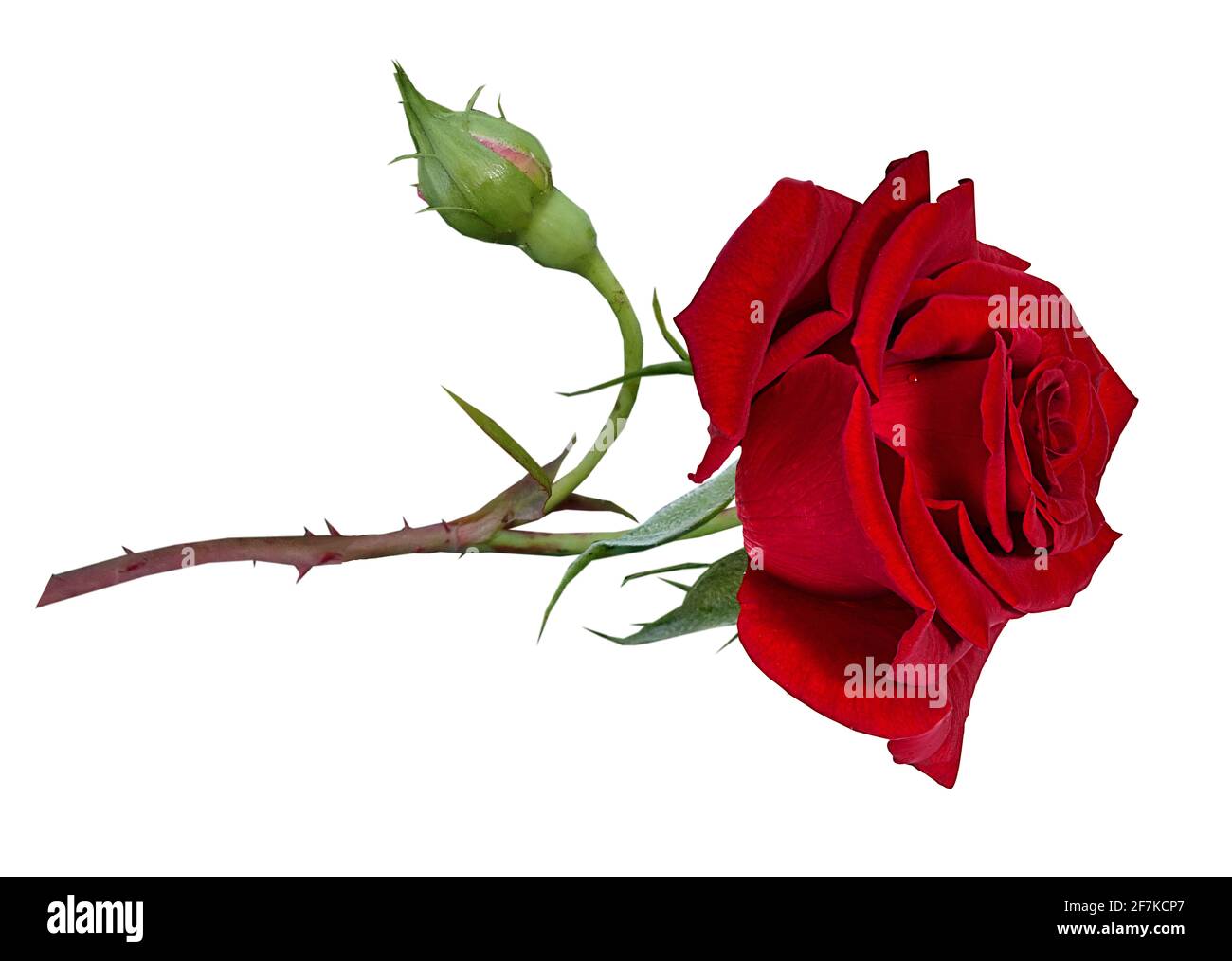 Roses isolé sur fond blanc Banque D'Images Roses isolé sur fond blanc Banque D'Images