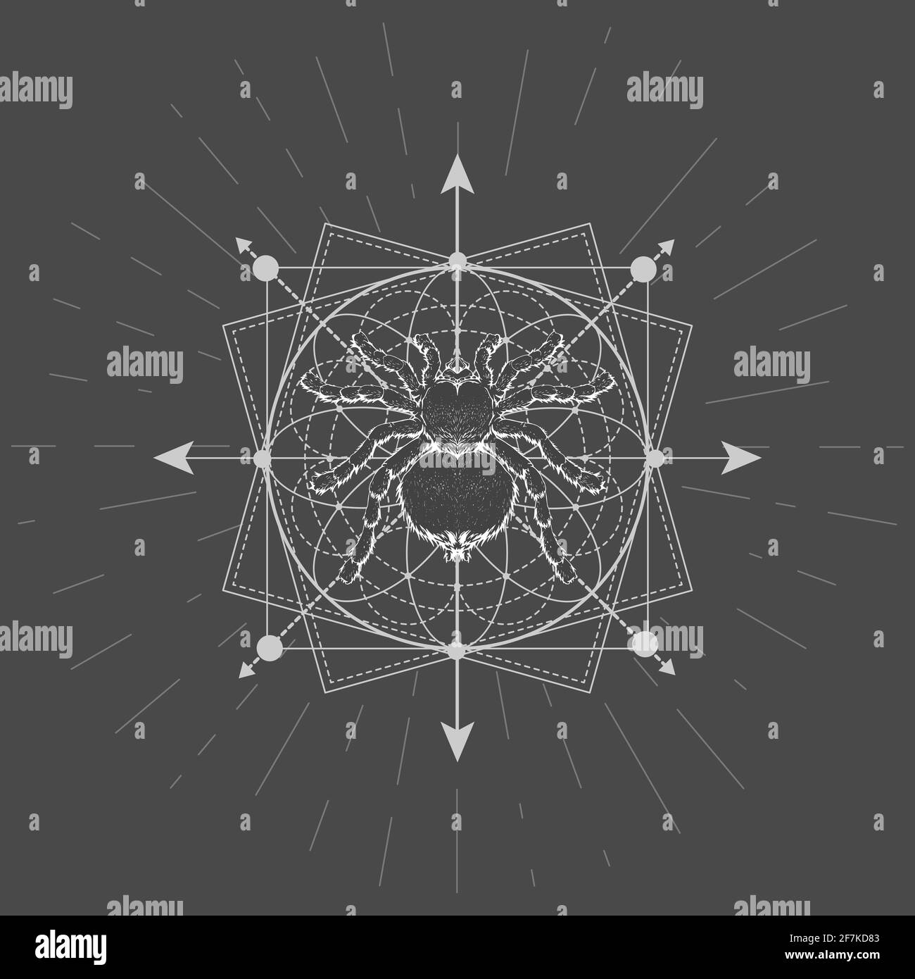 Illustration vectorielle avec Tarantula araignée dessinée à la main et symbole géométrique Sacré sur fond noir. Signe mystique abstrait. Forme linéaire blanche. Pour yo Illustration de Vecteur