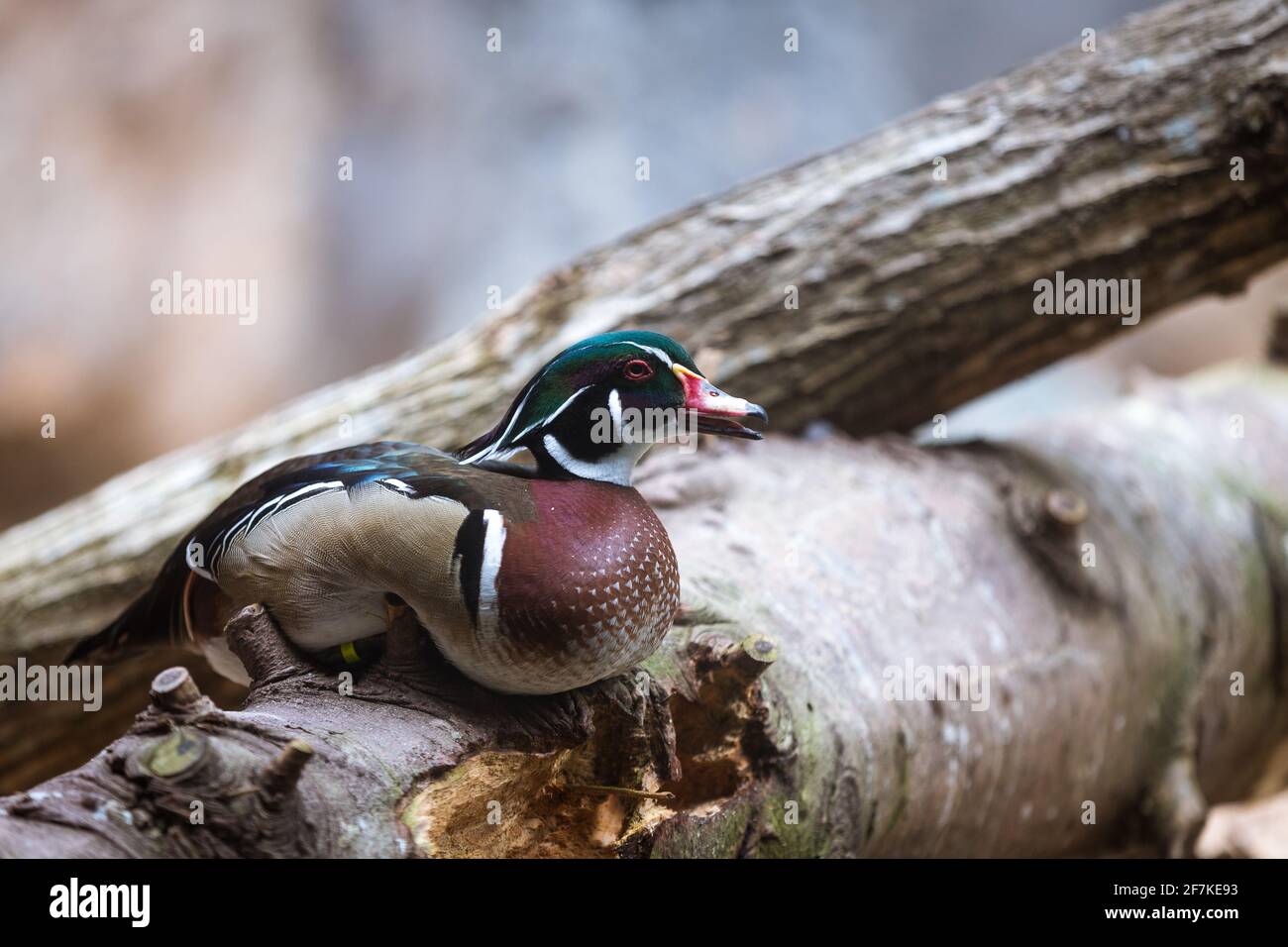 Un canard en bois assis sur le dessus d'un tronc. Banque D'Images