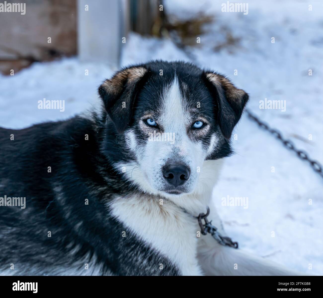 Gros plan d'un chien de traîneau Husky d'Alaska avec des yeux bleu vif. Banque D'Images