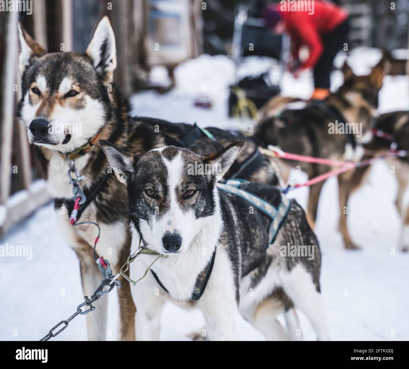 Des chiens de traîneau husky d'Alaska heureux et avides prêts à l'action lors d'une journée hivernale froide. Banque D'Images